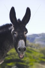 Portrait of a Mule on the road to Competa in Andalusia