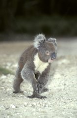 Koala mâle marchant au sol Island Kangourou Australie