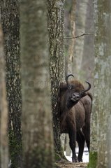 European bison itching on a tree Bialowieza Poland