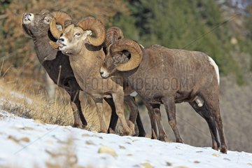 Bighorn sheeps male sniffing female Jasper NP Canada