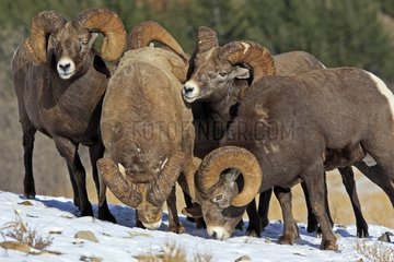 Bighorn sheeps male sniffing female Jasper NP Canada