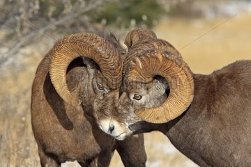 Bighorn sheeps males clashing Jasper NP Canada