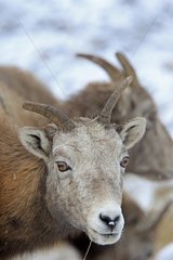 Portrait of a female Bighorn sheep in the Jasper NP Canada