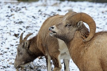 Bighorn sheep male sniffing female in the Jasper NP Canada