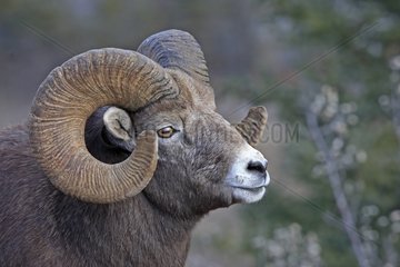 Portrait of a Bighorn sheep male Jasper NP Canada