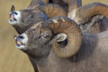 Bighorn sheeps males sniffing female Jasper NP Canada