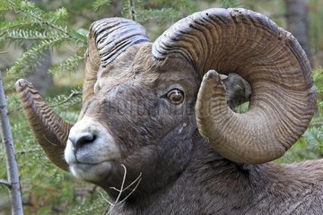 Portrait of a Bighorn sheep male in the Jasper NP Canada