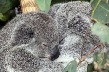 Portrait of Koalas asleep Australia