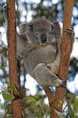 Koala hung in a tree Australia