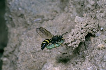 Spiny Mason Wasp flight Auvergne France
