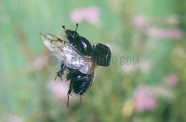 Dung Beetle flight Auvergne France