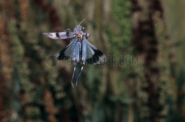 Blue-winged Grasshopper flight Auvergne France
