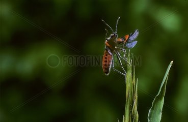 Rhopalid bug on an ear Auvergne France