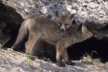 Young red fox dens to France
