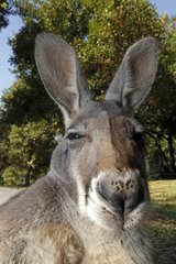 Close up of an Eastern Grey Kangaroo Australia