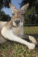 Portrait of an Eastern Grey Kangaroo Australia