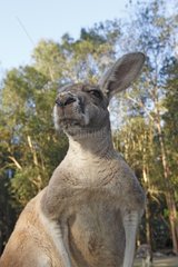Portrait of an Eastern Grey Kangaroo Australia