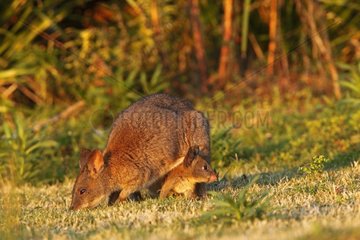 Red-necked Pademelon with young Australia