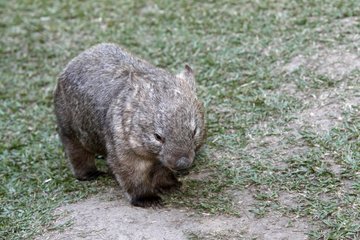 Common Wombat in Australia