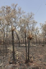 Landscape of forest burned in the NP Kakaku Australia