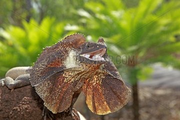 Frill-necked Lizard in the Kakadu NP Australia