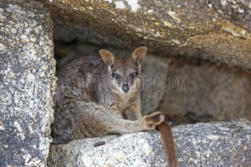 Mareeba Rock Wallaby sitting in the rocks Australia