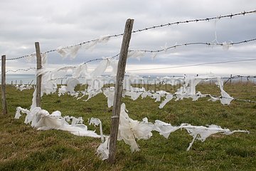 Shredded plastic bags on a fence Normandy France