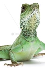 Asian Water Dragon male on white background