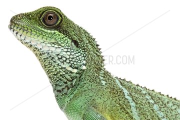 Portrait of Asian Water Dragon male on white background
