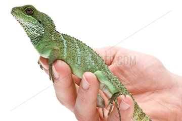 Asian Water Dragon male in hand on white background