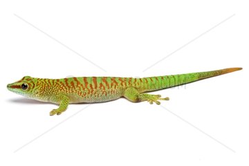 Grandis day gecko 'high red' type on white background