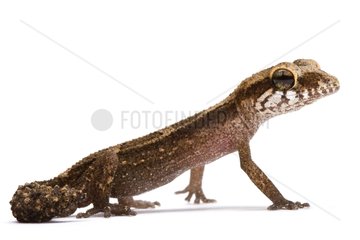 Grandidier's Madagascar Ground Gecko on white background