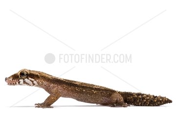 Grandidier's Madagascar Ground Gecko on white background