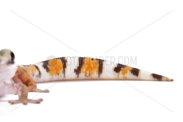 Tail of Northern Velvet Gecko on white background
