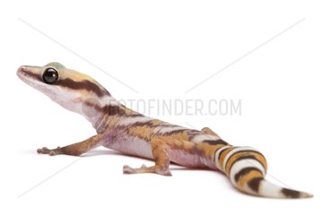 Northern Velvet Gecko on white background