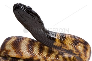 Black-headed Python on white background