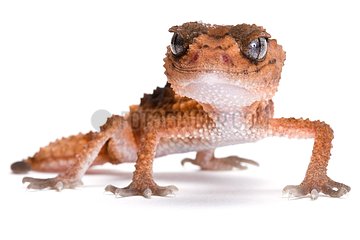 Wheeler's Knobtail Gecko on white background