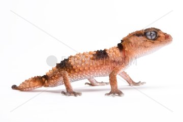 Wheeler's Knobtail Gecko on white background