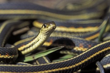 Accouplement de Serpents jarretières en fin d'hibernation