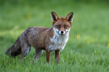 Female Red fox standing in a meadow spring GB