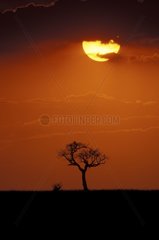 Coucher de soleil sur la savane Masaï Mara Kenya