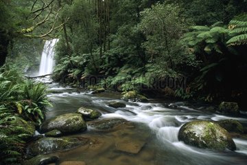 River and cascades in wet forest moderate Australia