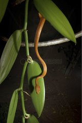 Serpent des cocotiers femelle