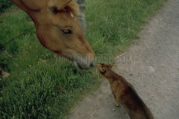 Meet between Abyssinian cat and horse Franches-Montagnes
