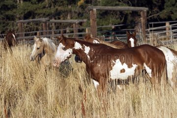 Horses going in the tall grasses Oregon the USA
