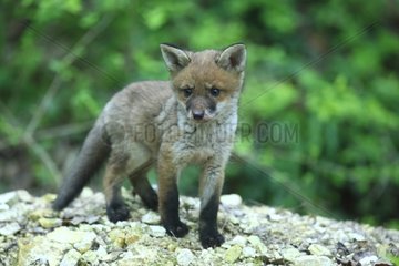 Fox cub out of the burrow Yonne France