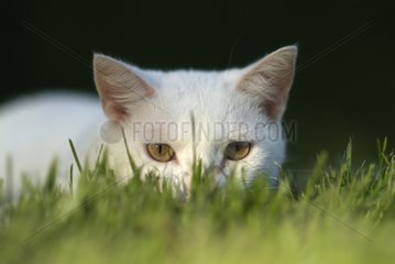 Careful white cat carpet in the grass