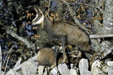 Young Chamois sucking its mother on a low wall Doubs