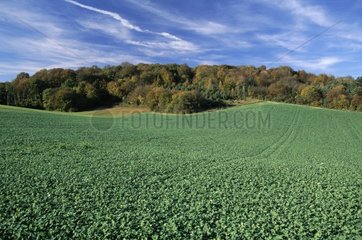 Landwirtschaftliche Landschaft im Herbst ile-de-france Frankreich