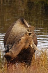 Female Elk snorting in aquatic herbs Denali NP Alaska